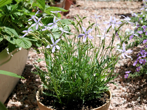 Isotoma axillaris