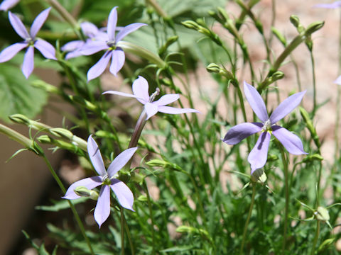 Isotoma axillaris