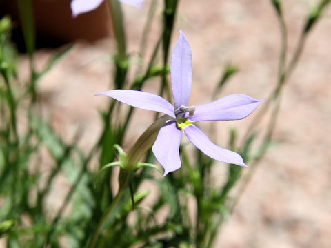 Isotoma axillaris