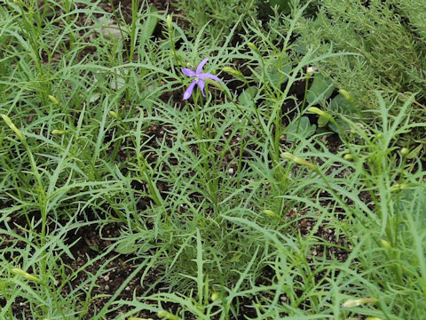 Isotoma axillaris