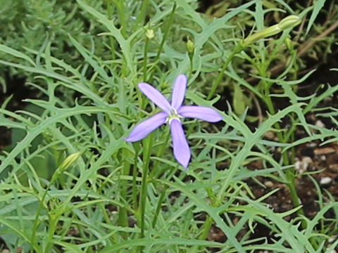 Isotoma axillaris