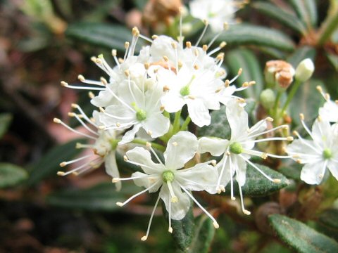 Ledum palustre ssp. diversipilosum var. nipponicum