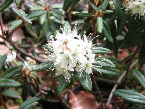 Ledum palustre ssp. diversipilosum var. nipponicum