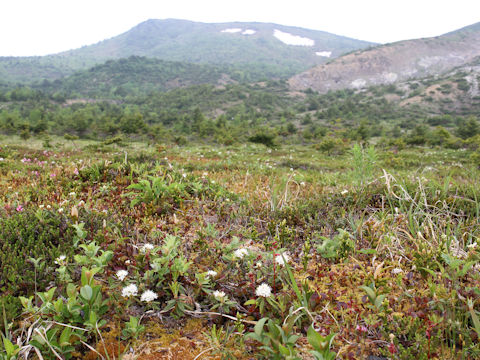 Ledum palustre ssp. diversipilosum var. nipponicum