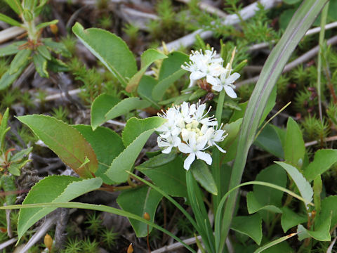 Ledum palustre ssp. diversipilosum var. nipponicum