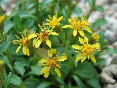 Solidago minutissima