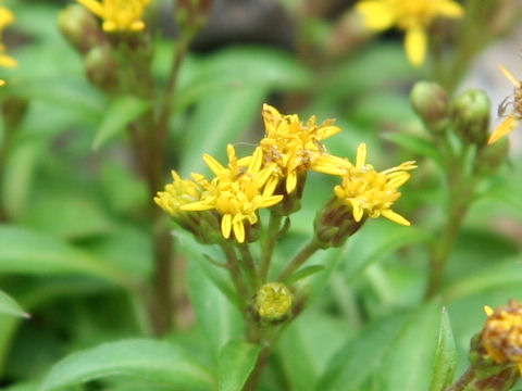 Solidago minutissima