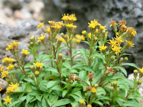 Solidago minutissima