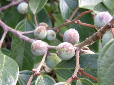 Ficus nipponica