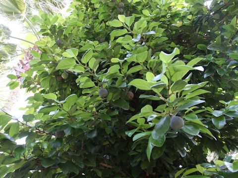 Ficus nipponica