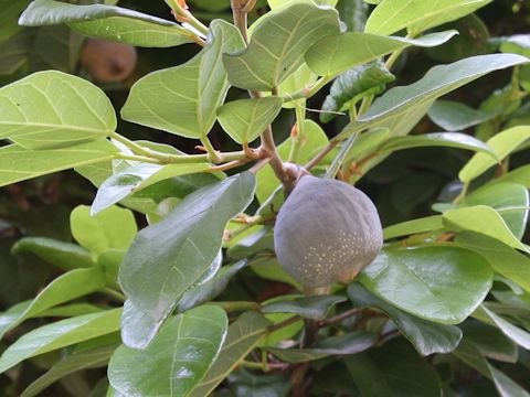 Ficus nipponica