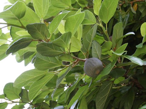 Ficus nipponica