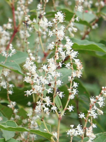 イタドリ Reynoutria Japonica