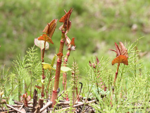 Reynoutria japonica