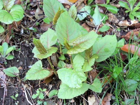 Reynoutria japonica