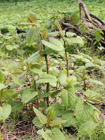 Reynoutria japonica