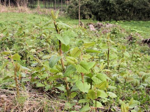 Reynoutria japonica