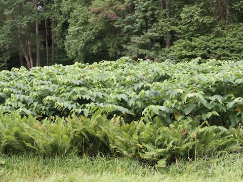 Reynoutria japonica