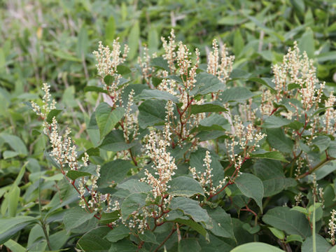 Reynoutria japonica