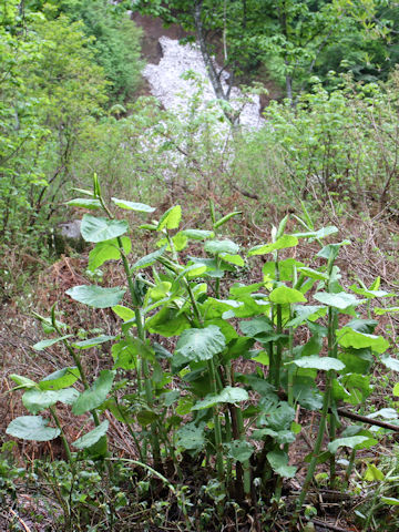 Reynoutria japonica