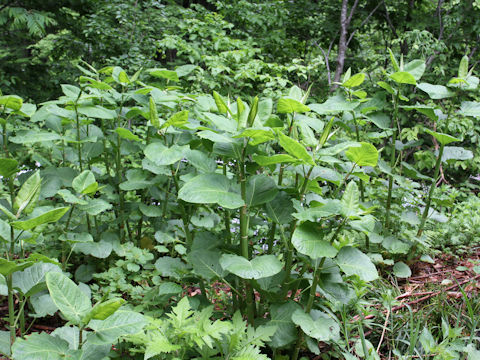 Reynoutria japonica