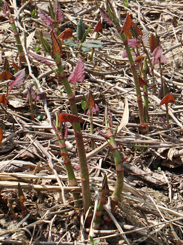 Reynoutria japonica