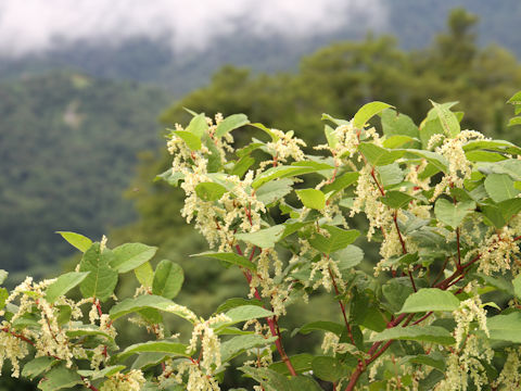 Reynoutria japonica