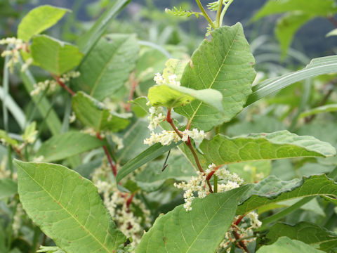 Reynoutria japonica