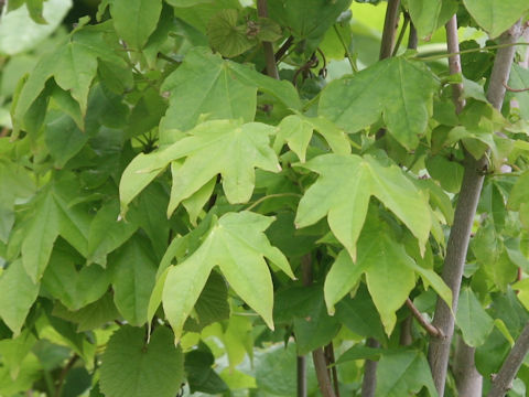 イタヤカエデ (Acer mono)