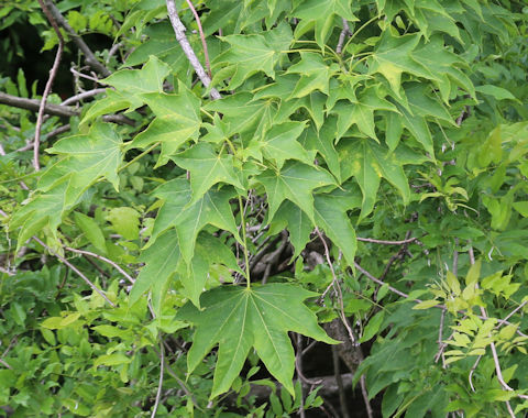 Acer mono