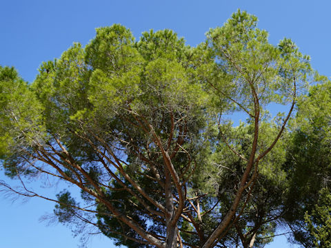 Pinus pinea