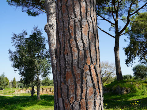 Pinus pinea