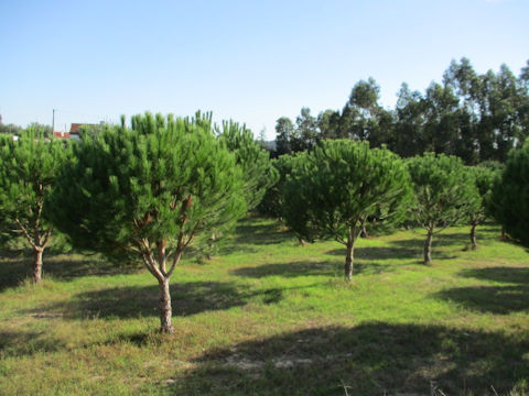 Pinus pinea