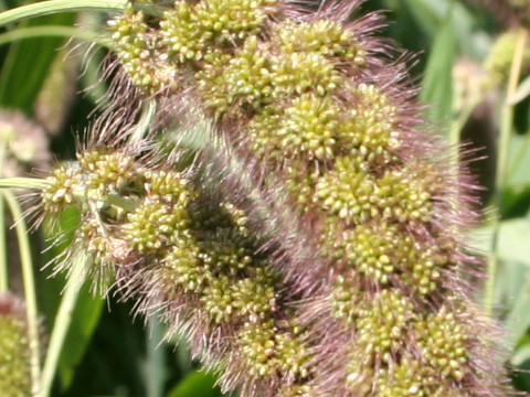 Setaria italica var. maxima