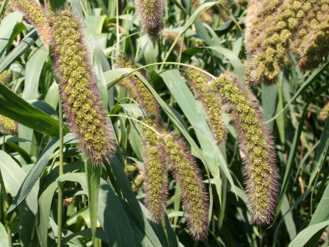 Setaria italica var. maxima