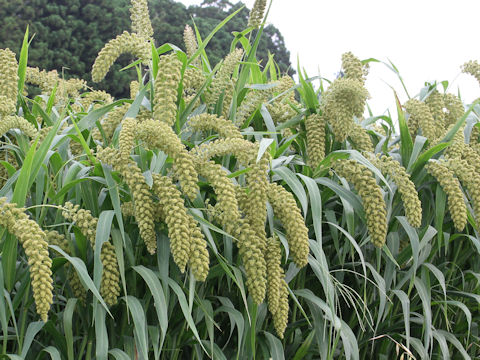 Setaria italica var. maxima