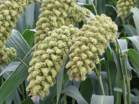 Setaria italica var. maxima