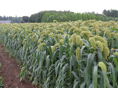 Setaria italica var. maxima