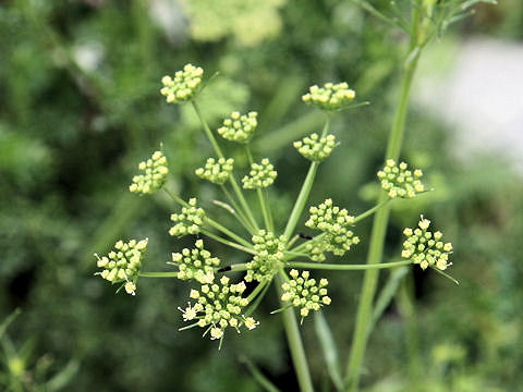 Petroselinum crispum var. neopolitanum