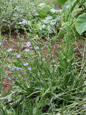 Cichorium intybus