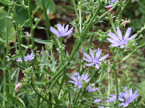 Cichorium intybus