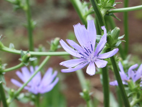 Cichorium intybus