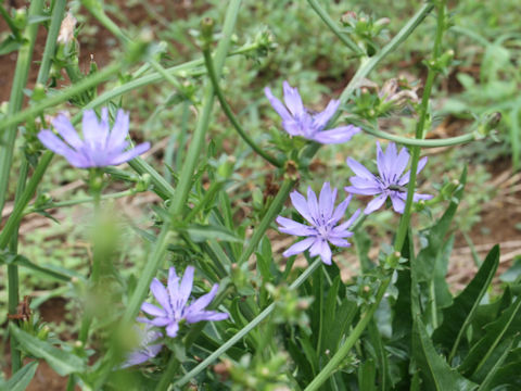 Cichorium intybus