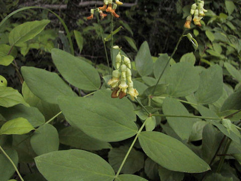 Lathyrus davidii