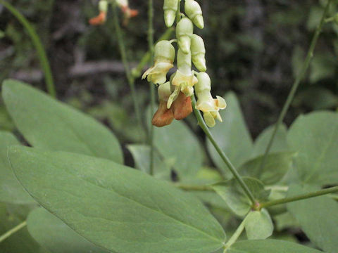 Lathyrus davidii