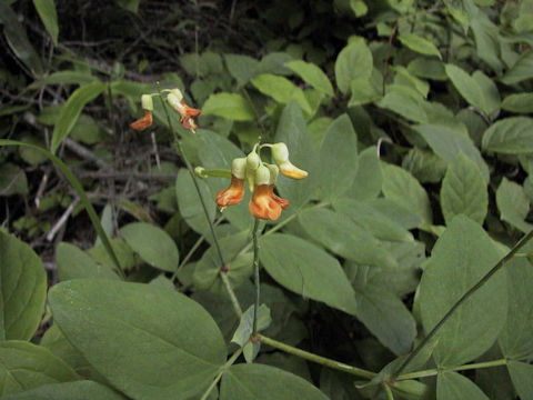 Lathyrus davidii