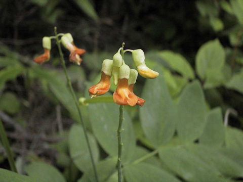 Lathyrus davidii