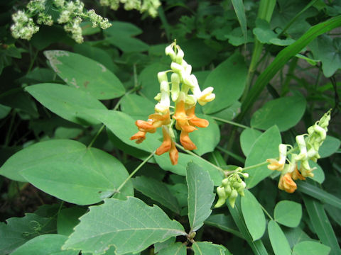 Lathyrus davidii