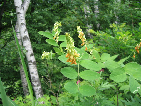 Lathyrus davidii