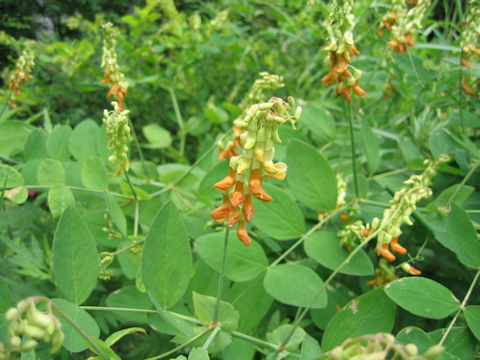 Lathyrus davidii